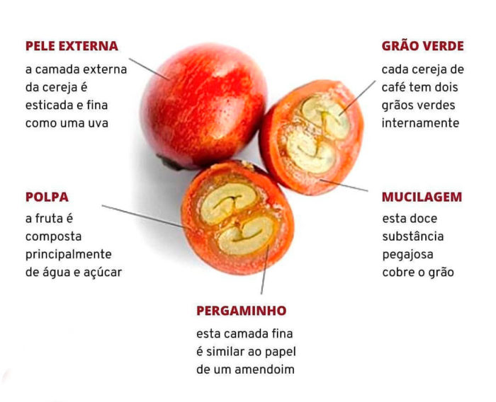 Café Arábica e Conilon – qual é a diferença entre eles? - Villa Café